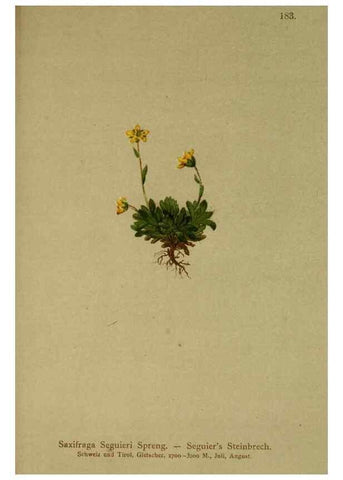 Reproducción/Reproduction 10055532754: Atlas der Alpenflora /. Wien :Eigenthum und Verlag des Deutschen und Oesterr. Alpenvereins,1882.