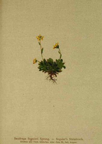 Reproducción/Reproduction 10055532754: Atlas der Alpenflora /. Wien :Eigenthum und Verlag des Deutschen und Oesterr. Alpenvereins,1882.