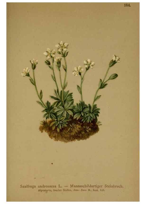 Reproducción/Reproduction 10055565265: Atlas der Alpenflora /. Wien :Eigenthum und Verlag des Deutschen und Oesterr. Alpenvereins,1882.