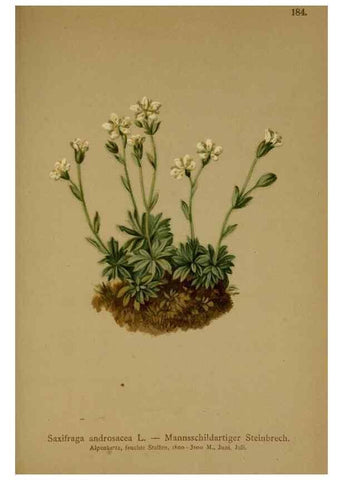 Reproducción/Reproduction 10055565265: Atlas der Alpenflora /. Wien :Eigenthum und Verlag des Deutschen und Oesterr. Alpenvereins,1882.