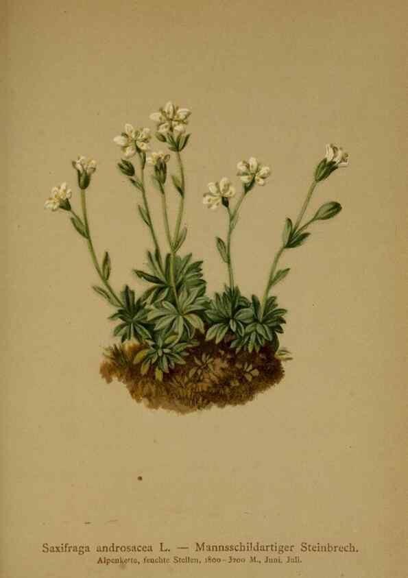 Reproducción/Reproduction 10055565265: Atlas der Alpenflora /. Wien :Eigenthum und Verlag des Deutschen und Oesterr. Alpenvereins,1882.