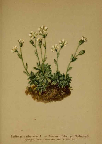 Reproducción/Reproduction 10055565265: Atlas der Alpenflora /. Wien :Eigenthum und Verlag des Deutschen und Oesterr. Alpenvereins,1882.
