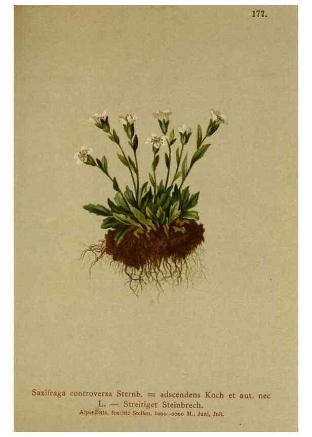 Reproducción/Reproduction 10055648933: Atlas der Alpenflora /. Wien :Eigenthum und Verlag des Deutschen und Oesterr. Alpenvereins,1882.