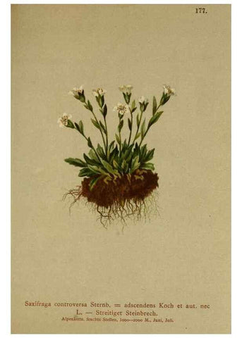 Reproducción/Reproduction 10055648933: Atlas der Alpenflora /. Wien :Eigenthum und Verlag des Deutschen und Oesterr. Alpenvereins,1882.