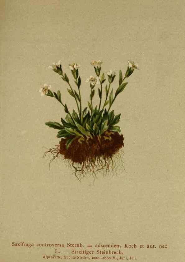 Reproducción/Reproduction 10055648933: Atlas der Alpenflora /. Wien :Eigenthum und Verlag des Deutschen und Oesterr. Alpenvereins,1882.