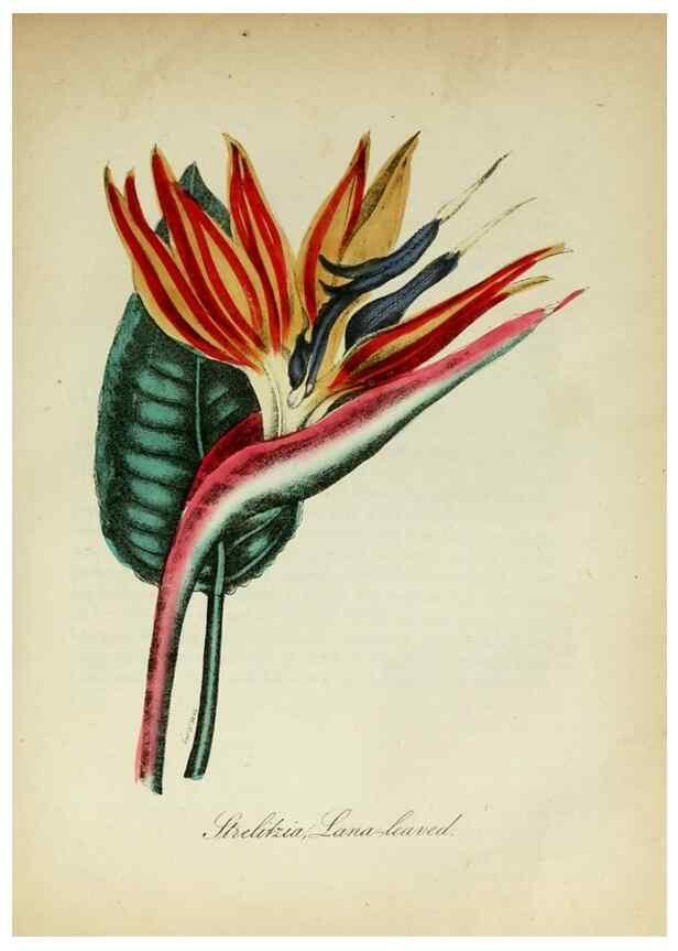 Reproducción/Reproduction 10172204504: The American flora :. New York :Hull & Spencer,1855.