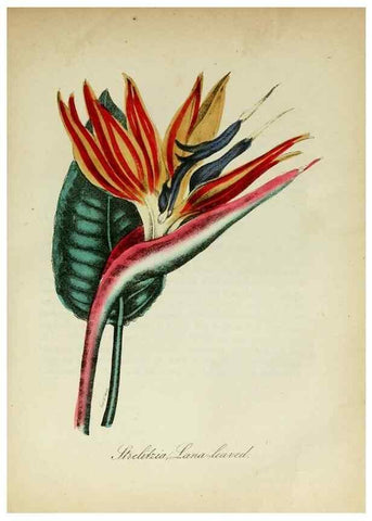 Reproducción/Reproduction 10172204504: The American flora :. New York :Hull & Spencer,1855.