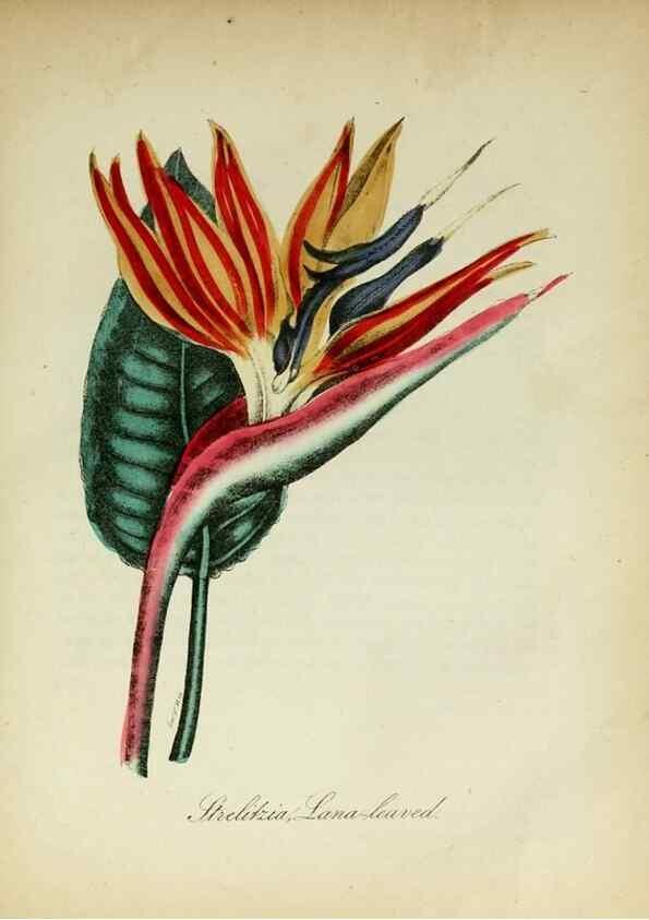 Reproducción/Reproduction 10172204504: The American flora :. New York :Hull & Spencer,1855.