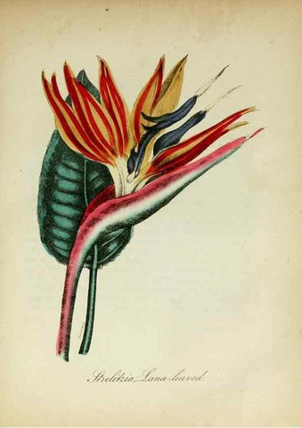 Reproducción/Reproduction 10172204504: The American flora :. New York :Hull & Spencer,1855.