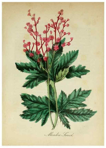 Reproducción/Reproduction 10172456733: The American flora :. New York :Hull & Spencer,1855.
