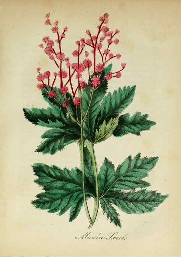 Reproducción/Reproduction 10172456733: The American flora :. New York :Hull & Spencer,1855.