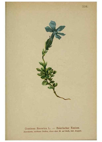 Reproducción/Reproduction 10192619296: Atlas der Alpenflora /. Wien :Eigenthum und Verlag des Deutschen und Oesterr. Alpenvereins,1882.