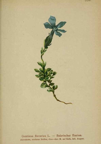 Reproducción/Reproduction 10192619296: Atlas der Alpenflora /. Wien :Eigenthum und Verlag des Deutschen und Oesterr. Alpenvereins,1882.