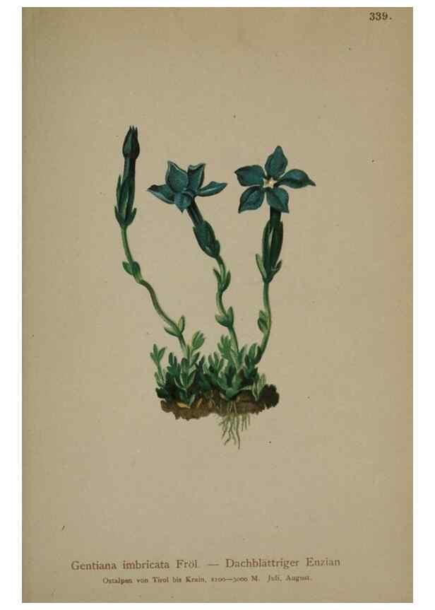 Reproducción/Reproduction 10192591005: Atlas der Alpenflora /. Wien :Eigenthum und Verlag des Deutschen und Oesterr. Alpenvereins,1882.