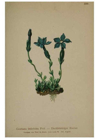 Reproducción/Reproduction 10192591005: Atlas der Alpenflora /. Wien :Eigenthum und Verlag des Deutschen und Oesterr. Alpenvereins,1882.