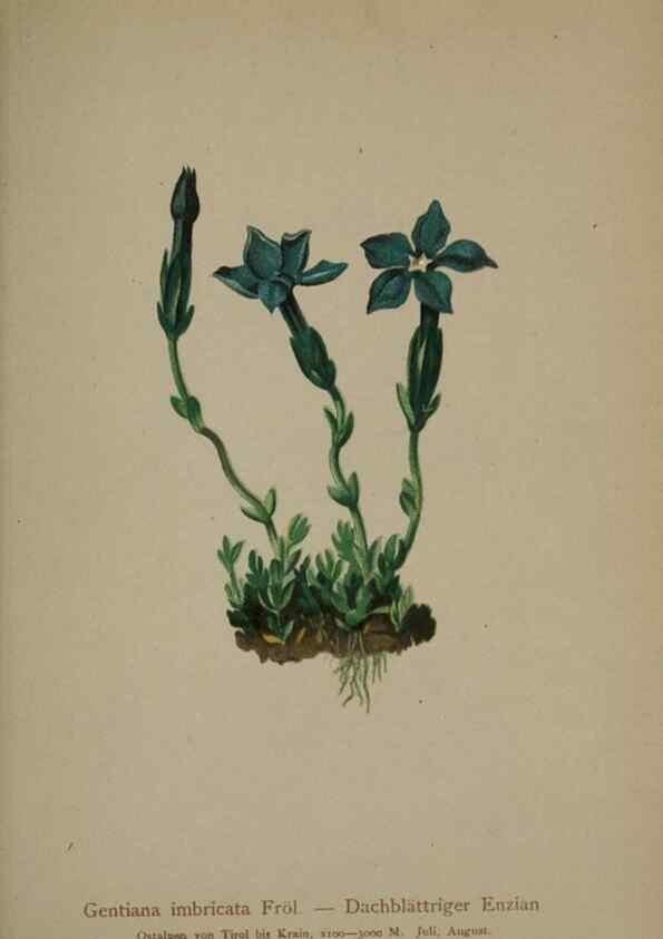 Reproducción/Reproduction 10192591005: Atlas der Alpenflora /. Wien :Eigenthum und Verlag des Deutschen und Oesterr. Alpenvereins,1882.