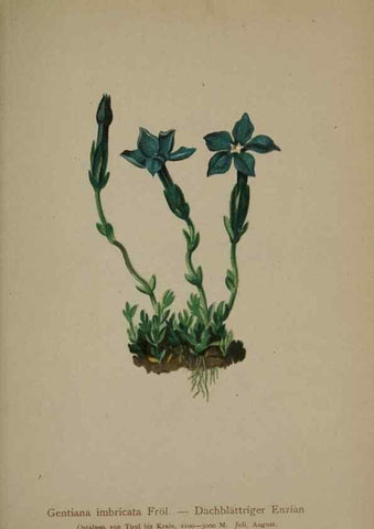 Reproducción/Reproduction 10192591005: Atlas der Alpenflora /. Wien :Eigenthum und Verlag des Deutschen und Oesterr. Alpenvereins,1882.