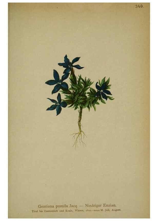 Reproducción/Reproduction 10192626096: Atlas der Alpenflora /. Wien :Eigenthum und Verlag des Deutschen und Oesterr. Alpenvereins,1882.