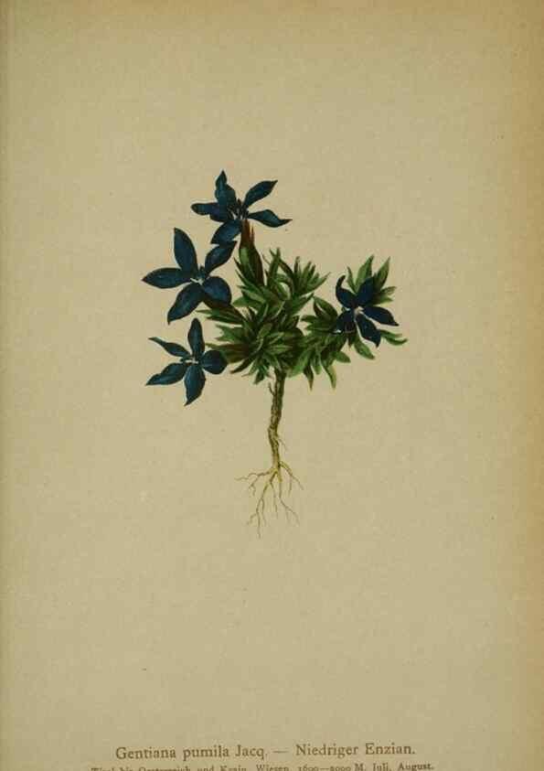 Reproducción/Reproduction 10192626096: Atlas der Alpenflora /. Wien :Eigenthum und Verlag des Deutschen und Oesterr. Alpenvereins,1882.