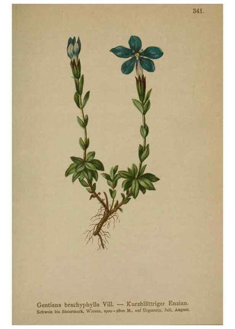Reproducción/Reproduction 10192680333: Atlas der Alpenflora /. Wien :Eigenthum und Verlag des Deutschen und Oesterr. Alpenvereins,1882.