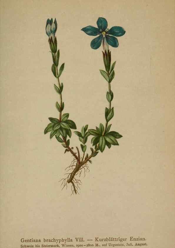 Reproducción/Reproduction 10192680333: Atlas der Alpenflora /. Wien :Eigenthum und Verlag des Deutschen und Oesterr. Alpenvereins,1882.