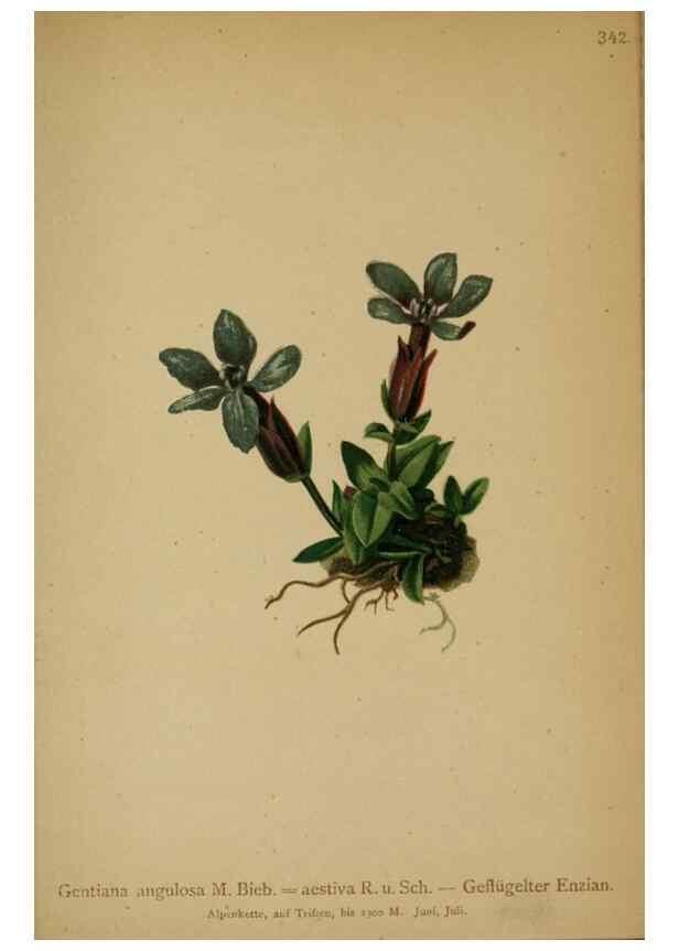 Reproducción/Reproduction 10192632396: Atlas der Alpenflora /. Wien :Eigenthum und Verlag des Deutschen und Oesterr. Alpenvereins,1882.
