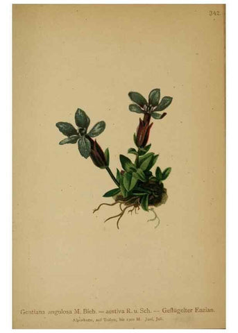 Reproducción/Reproduction 10192632396: Atlas der Alpenflora /. Wien :Eigenthum und Verlag des Deutschen und Oesterr. Alpenvereins,1882.