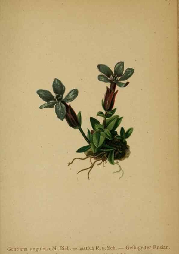 Reproducción/Reproduction 10192632396: Atlas der Alpenflora /. Wien :Eigenthum und Verlag des Deutschen und Oesterr. Alpenvereins,1882.