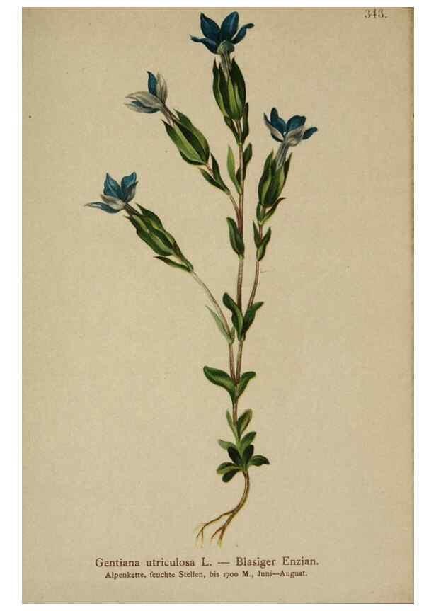 Reproducción/Reproduction 10192635886: Atlas der Alpenflora /. Wien :Eigenthum und Verlag des Deutschen und Oesterr. Alpenvereins,1882.