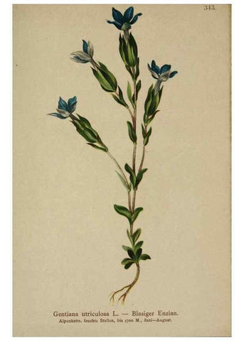 Reproducción/Reproduction 10192635886: Atlas der Alpenflora /. Wien :Eigenthum und Verlag des Deutschen und Oesterr. Alpenvereins,1882.