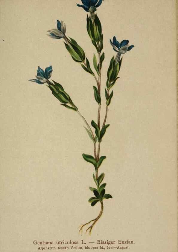 Reproducción/Reproduction 10192635886: Atlas der Alpenflora /. Wien :Eigenthum und Verlag des Deutschen und Oesterr. Alpenvereins,1882.