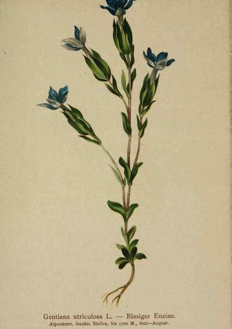 Reproducción/Reproduction 10192635886: Atlas der Alpenflora /. Wien :Eigenthum und Verlag des Deutschen und Oesterr. Alpenvereins,1882.