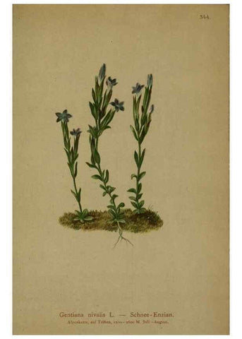 Reproducción/Reproduction 10192608345: Atlas der Alpenflora /. Wien :Eigenthum und Verlag des Deutschen und Oesterr. Alpenvereins,1882.