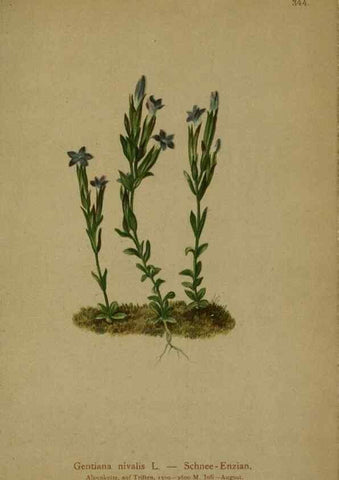 Reproducción/Reproduction 10192608345: Atlas der Alpenflora /. Wien :Eigenthum und Verlag des Deutschen und Oesterr. Alpenvereins,1882.
