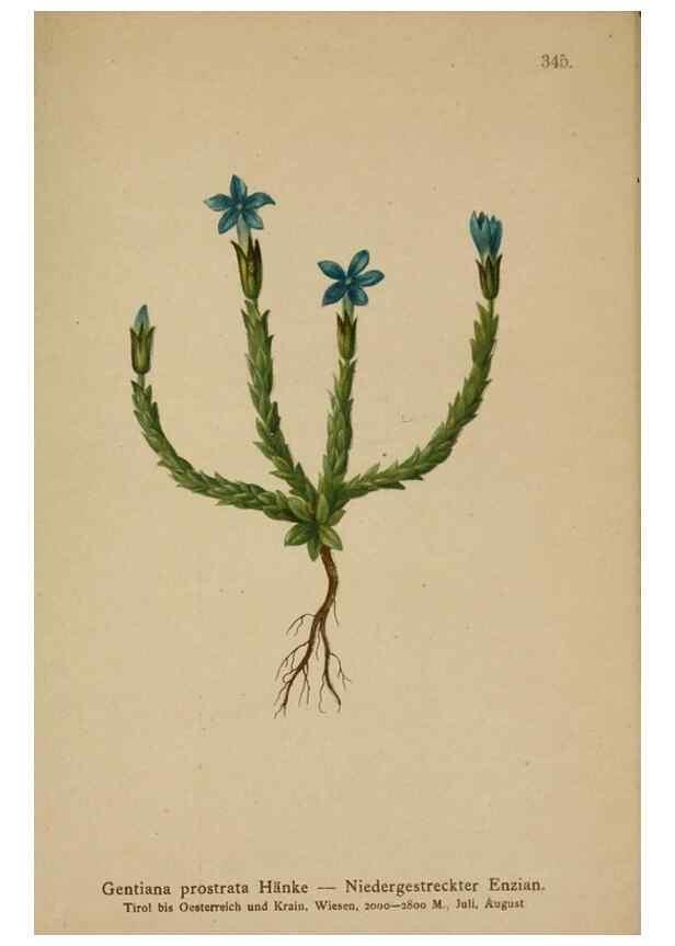Reproducción/Reproduction 10192509374: Atlas der Alpenflora /. Wien :Eigenthum und Verlag des Deutschen und Oesterr. Alpenvereins,1882.