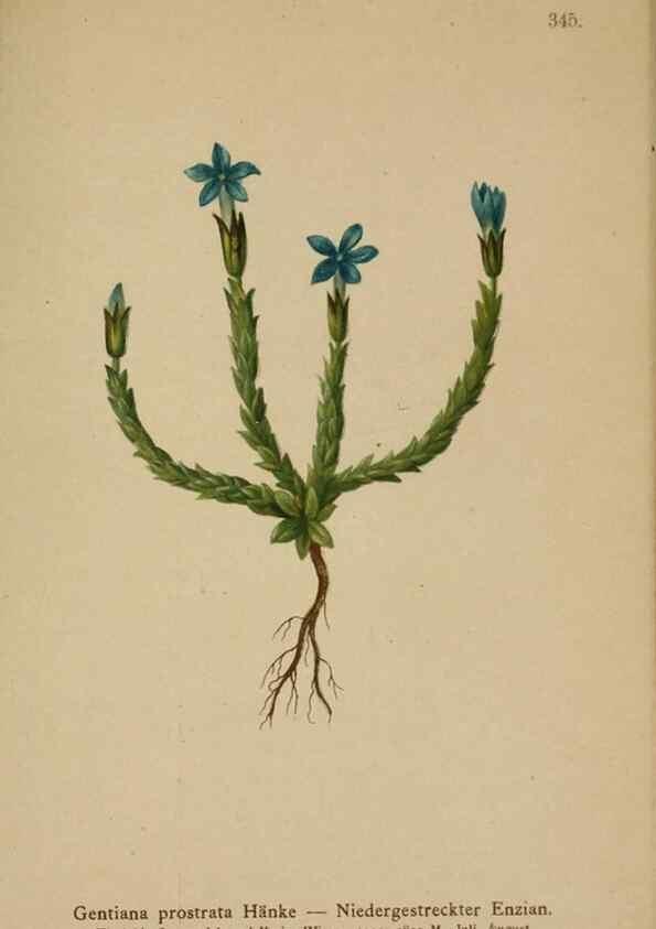 Reproducción/Reproduction 10192509374: Atlas der Alpenflora /. Wien :Eigenthum und Verlag des Deutschen und Oesterr. Alpenvereins,1882.