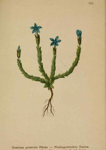 Reproducción/Reproduction 10192509374: Atlas der Alpenflora /. Wien :Eigenthum und Verlag des Deutschen und Oesterr. Alpenvereins,1882.