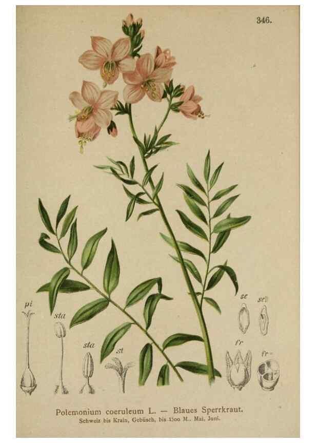 Reproducción/Reproduction 10192618715: Atlas der Alpenflora /. Wien :Eigenthum und Verlag des Deutschen und Oesterr. Alpenvereins,1882.