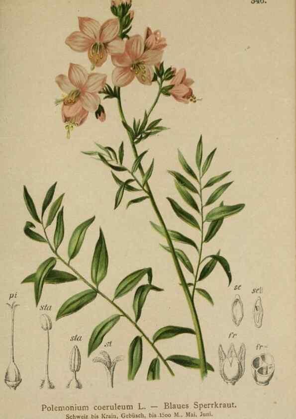 Reproducción/Reproduction 10192618715: Atlas der Alpenflora /. Wien :Eigenthum und Verlag des Deutschen und Oesterr. Alpenvereins,1882.