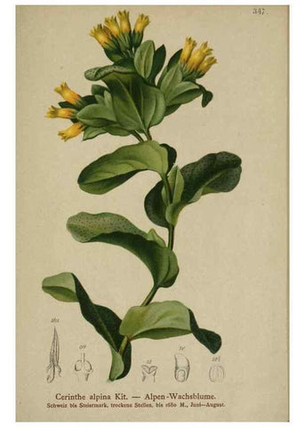 Reproducción/Reproduction 10192705653: Atlas der Alpenflora /. Wien :Eigenthum und Verlag des Deutschen und Oesterr. Alpenvereins,1882.