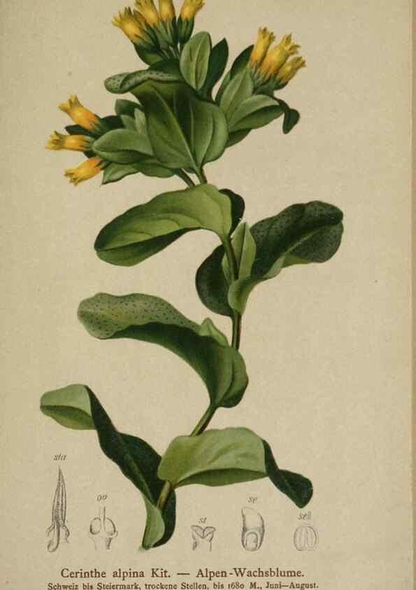 Reproducción/Reproduction 10192705653: Atlas der Alpenflora /. Wien :Eigenthum und Verlag des Deutschen und Oesterr. Alpenvereins,1882.