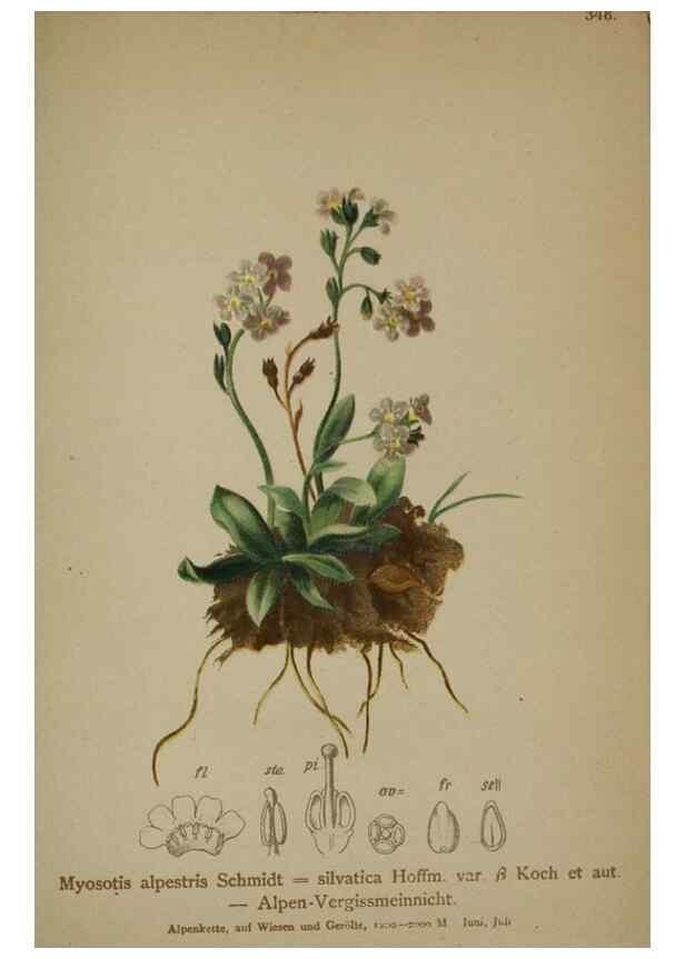 Reproducción/Reproduction 10192523174: Atlas der Alpenflora /. Wien :Eigenthum und Verlag des Deutschen und Oesterr. Alpenvereins,1882.