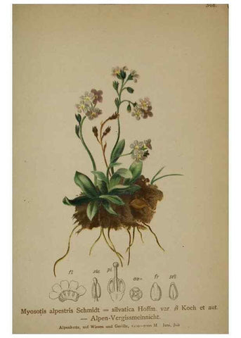 Reproducción/Reproduction 10192523174: Atlas der Alpenflora /. Wien :Eigenthum und Verlag des Deutschen und Oesterr. Alpenvereins,1882.