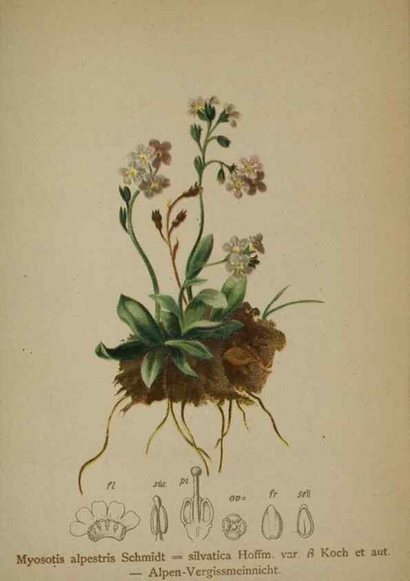 Reproducción/Reproduction 10192523174: Atlas der Alpenflora /. Wien :Eigenthum und Verlag des Deutschen und Oesterr. Alpenvereins,1882.