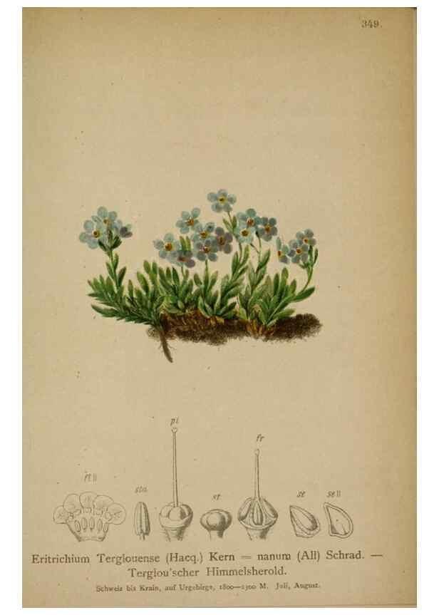 Reproducción/Reproduction 10192527434: Atlas der Alpenflora /. Wien :Eigenthum und Verlag des Deutschen und Oesterr. Alpenvereins,1882.