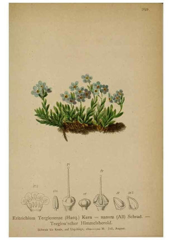 Reproducción/Reproduction 10192527434: Atlas der Alpenflora /. Wien :Eigenthum und Verlag des Deutschen und Oesterr. Alpenvereins,1882.