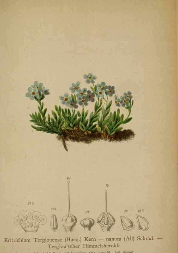 Reproducción/Reproduction 10192527434: Atlas der Alpenflora /. Wien :Eigenthum und Verlag des Deutschen und Oesterr. Alpenvereins,1882.