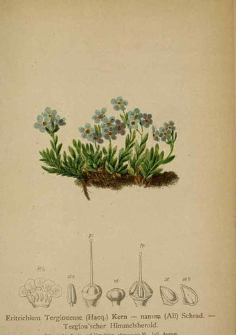 Reproducción/Reproduction 10192527434: Atlas der Alpenflora /. Wien :Eigenthum und Verlag des Deutschen und Oesterr. Alpenvereins,1882.