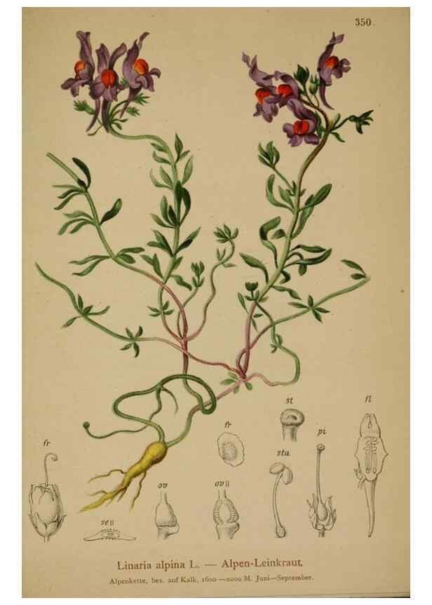 Reproducción/Reproduction 10192666966: Atlas der Alpenflora /. Wien :Eigenthum und Verlag des Deutschen und Oesterr. Alpenvereins,1882.
