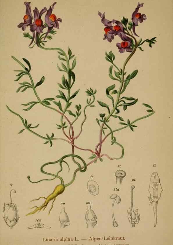 Reproducción/Reproduction 10192666966: Atlas der Alpenflora /. Wien :Eigenthum und Verlag des Deutschen und Oesterr. Alpenvereins,1882.